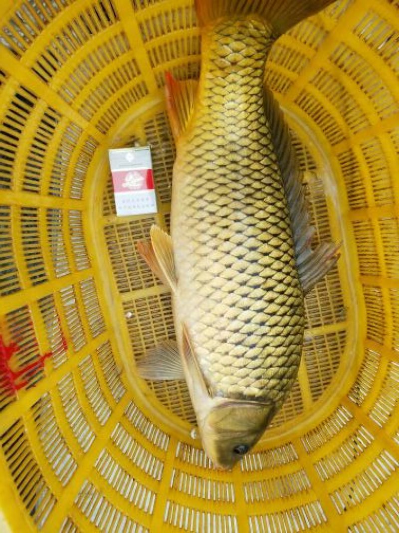河鲤鱼食用1~2公斤