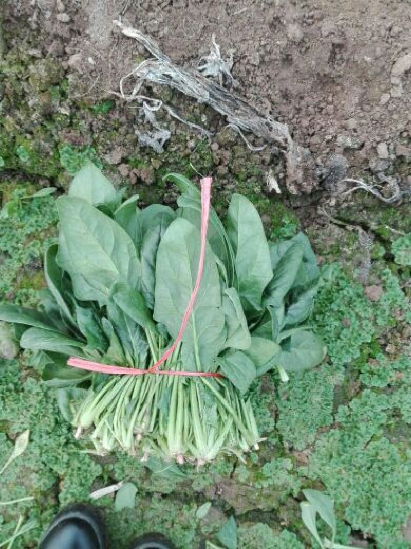 越冬菠菜25~30厘米