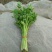 西芹金乡县西芹质优价廉