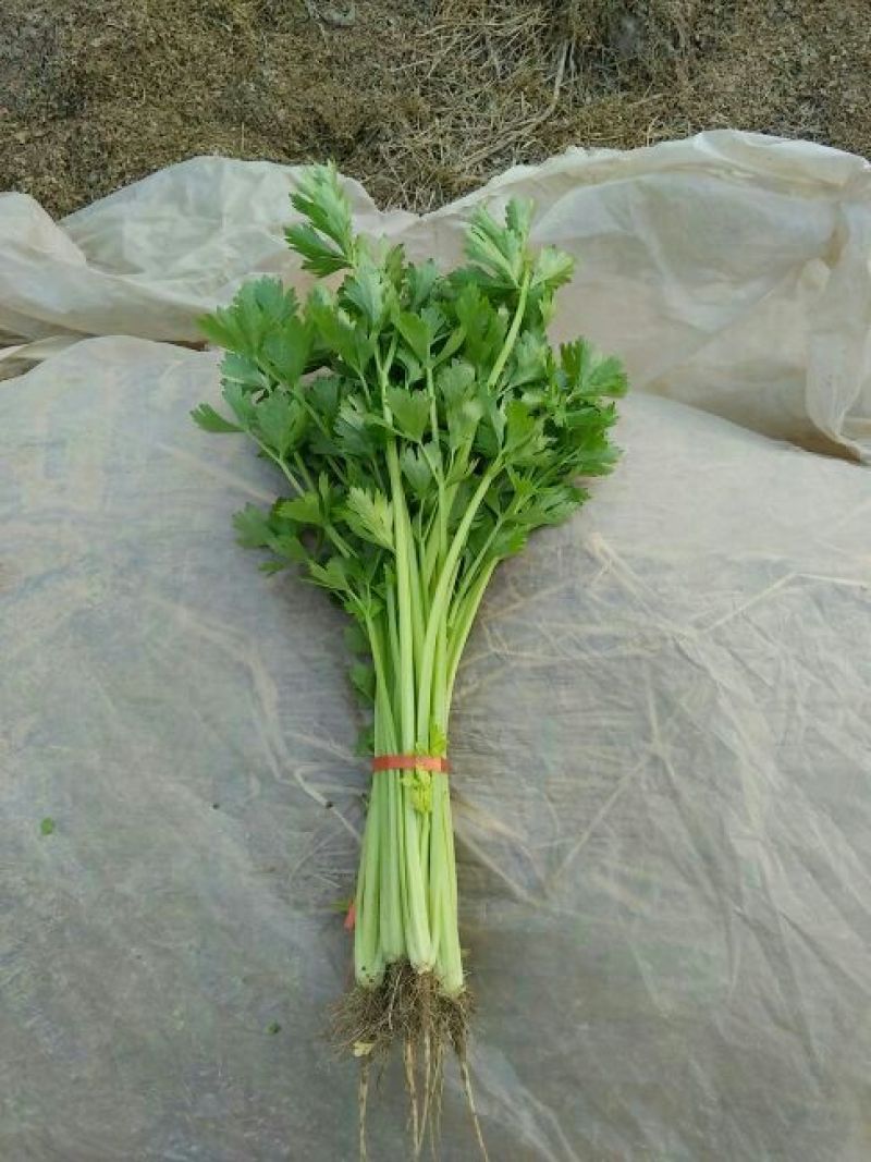 西芹金乡县西芹质优价廉