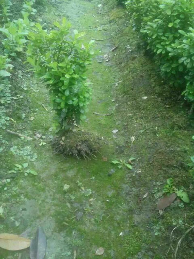 黄杨盆景不含盆30~50cm