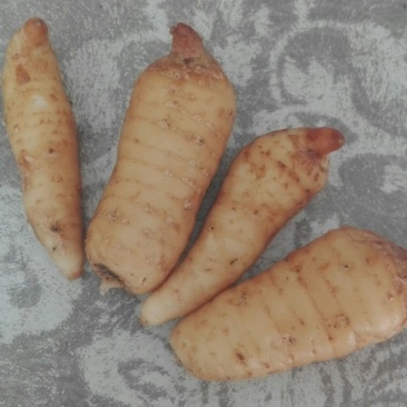 【实力推荐】湖北新鲜天麻统货大量现货批发货源足价格低
