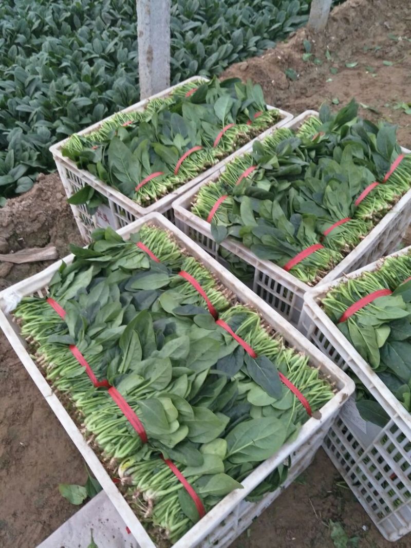 菠菜20~25厘米