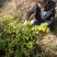 野菊花统货