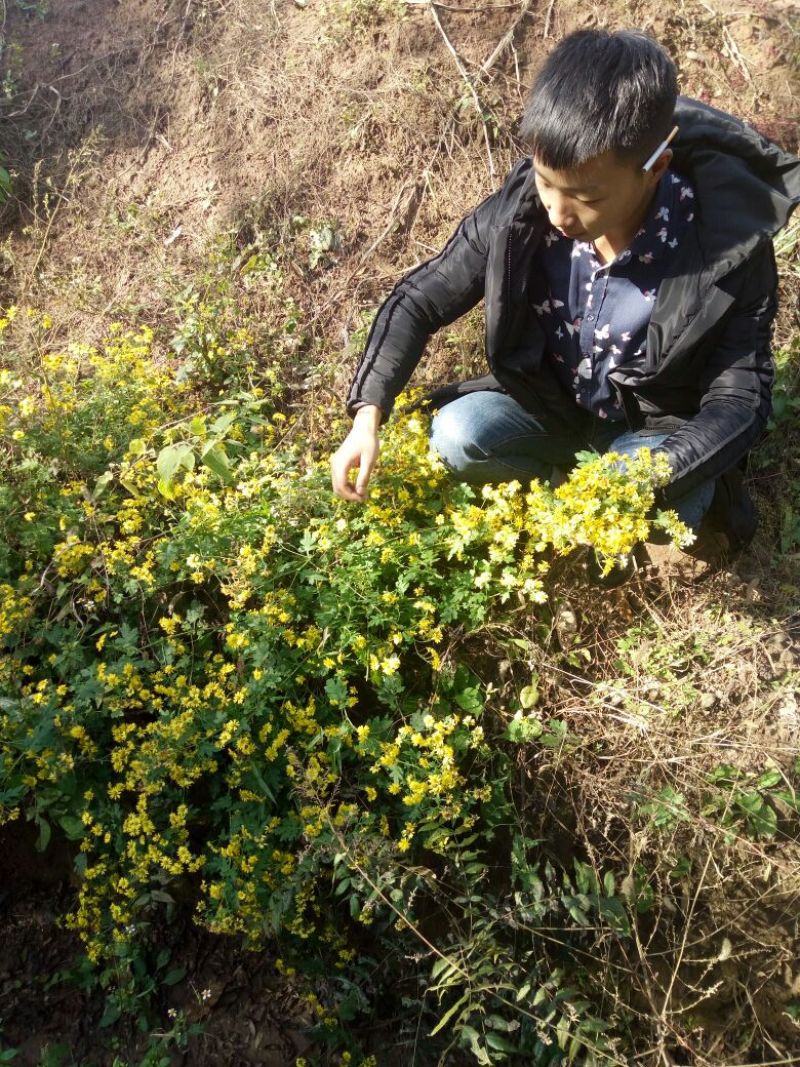 野菊花统货