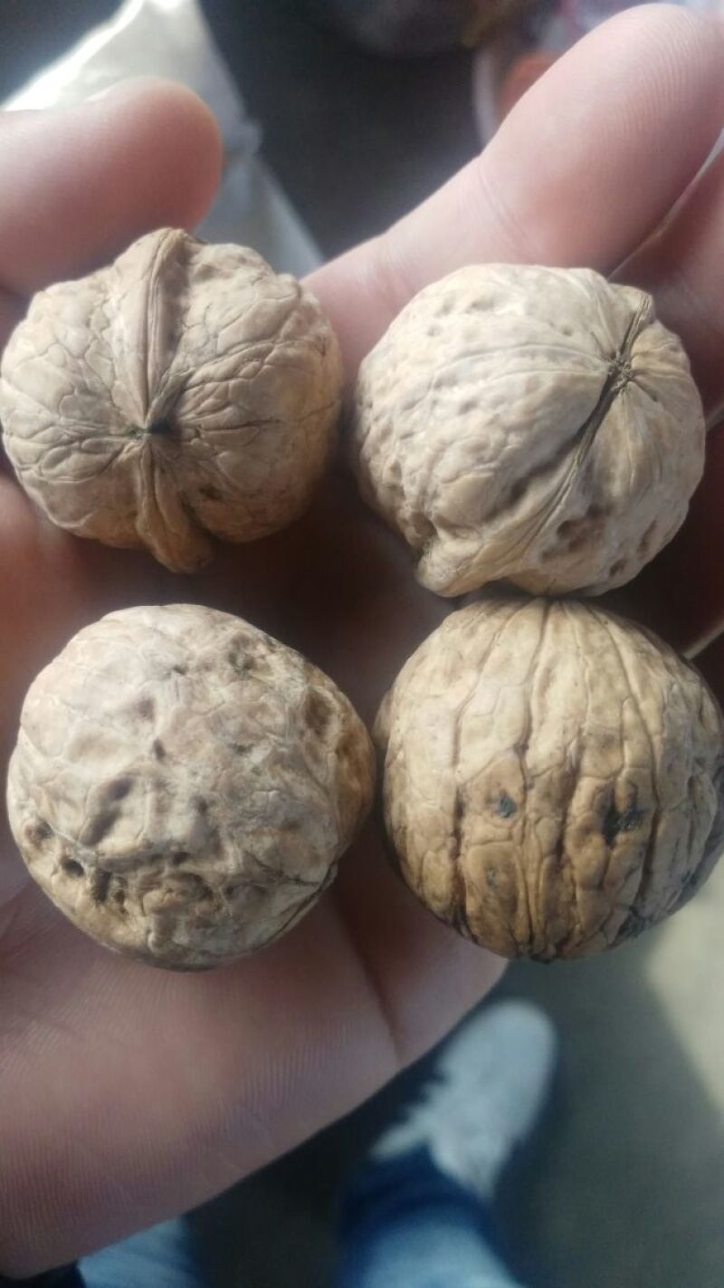 薄皮核桃40mm以上去皮干