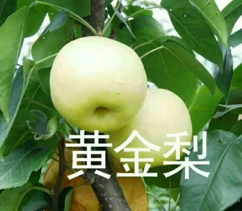 黄金梨200~250g纸袋