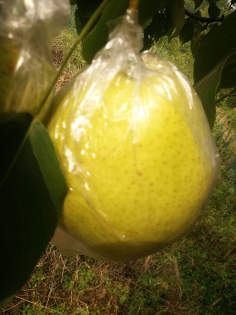 雪花梨350~400g膜袋