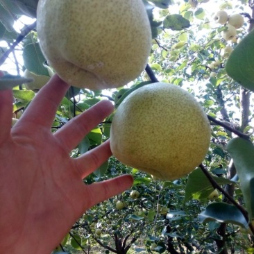 砀山梨250~300g光果