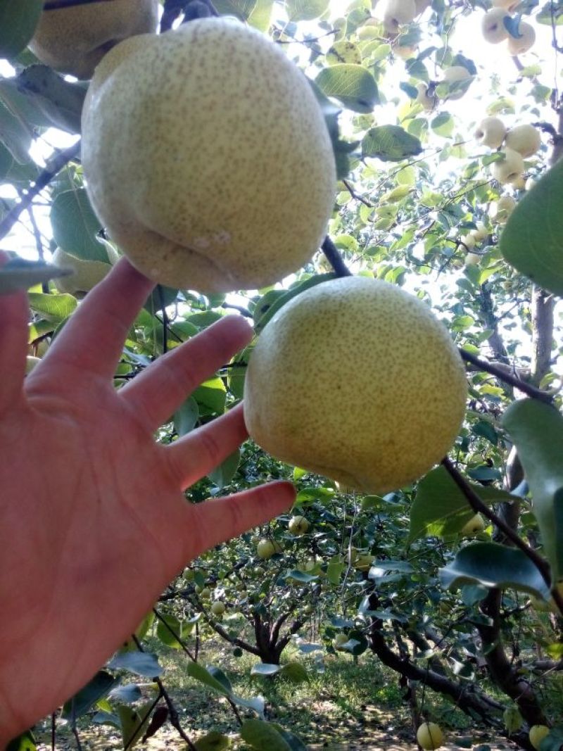 砀山梨250~300g光果