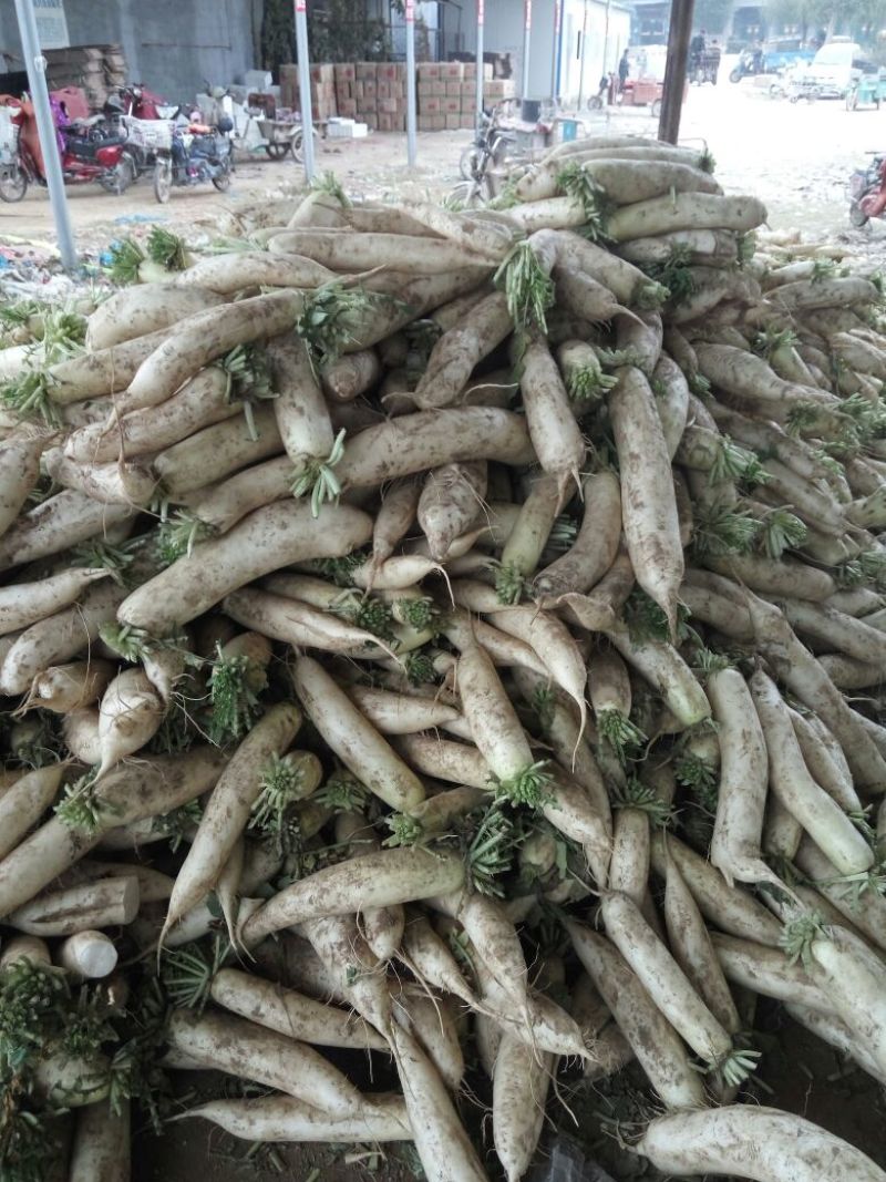 白皮白萝卜2.5~3斤起