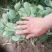 草莓苗10~20cm