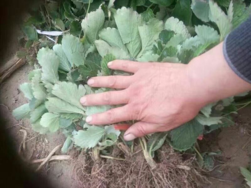草莓苗10~20cm