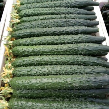 【精品】沂南油亮密刺黄瓜鲜干花带刺25~45公分产地直供