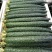 【精品】沂南油亮密刺黄瓜鲜干花带刺25~45公分产地直供