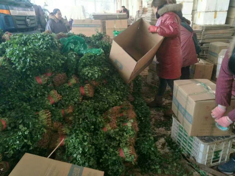 香菜15~20厘米以上