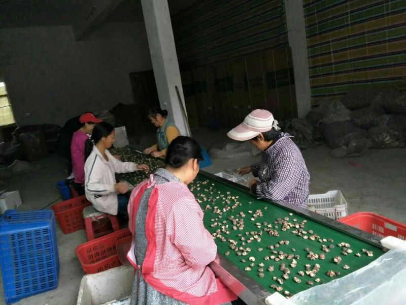 干香菇