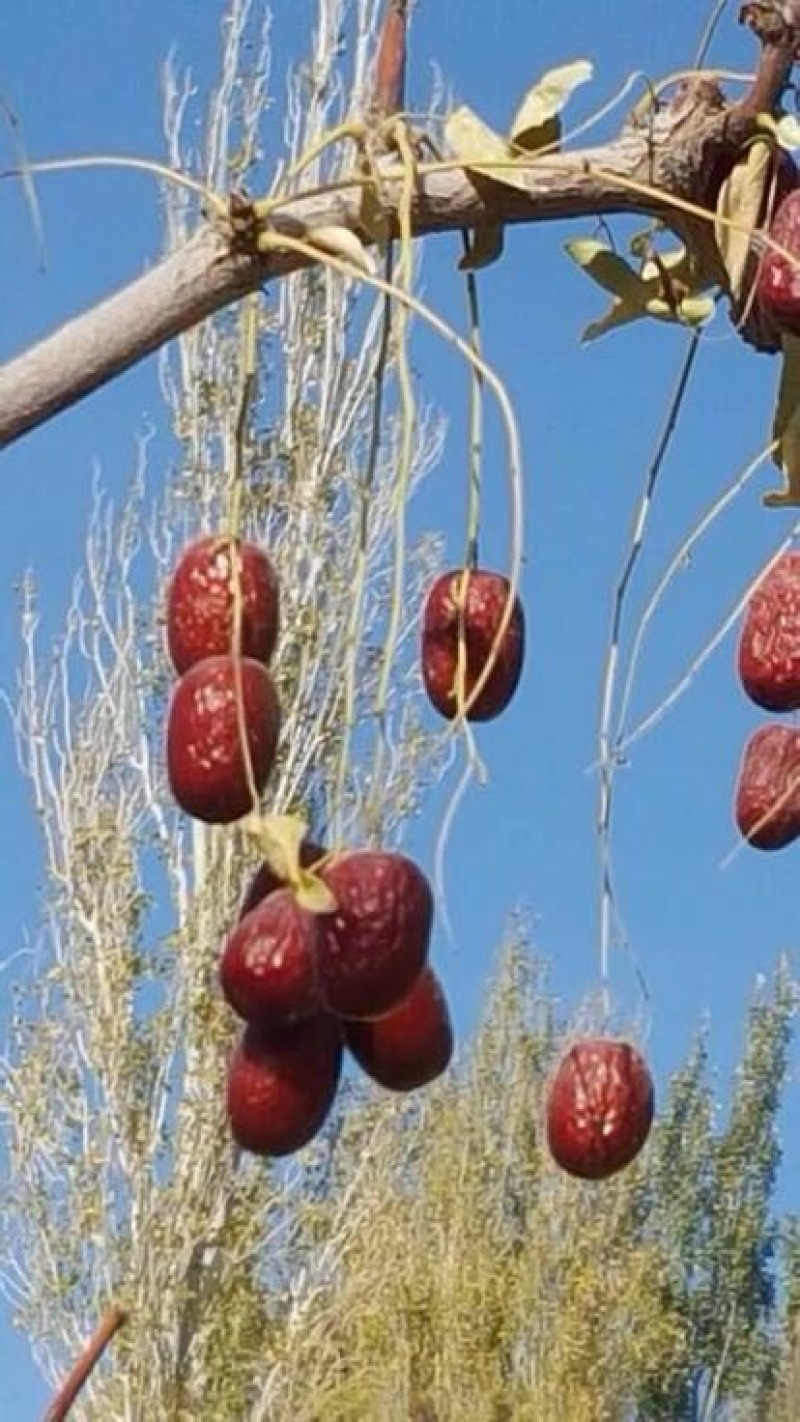 灰枣特级干枣