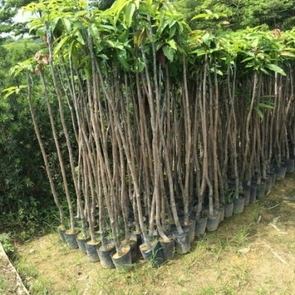 广州市从化七星农产品交易市场芒果苗 1~1.5m