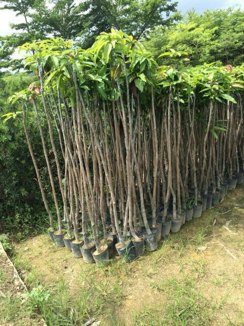 广州市从化七星农产品交易市场芒果苗 1~1.5m