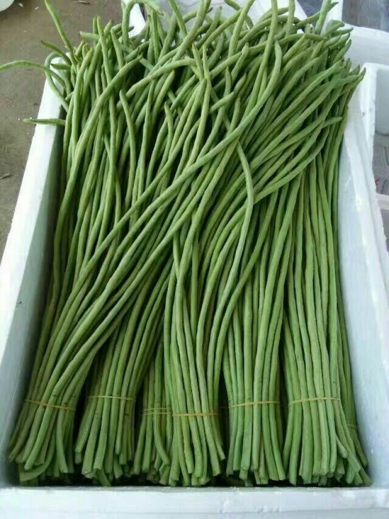 长豆角（新苗豇豆）广西合浦大量代收长豆角