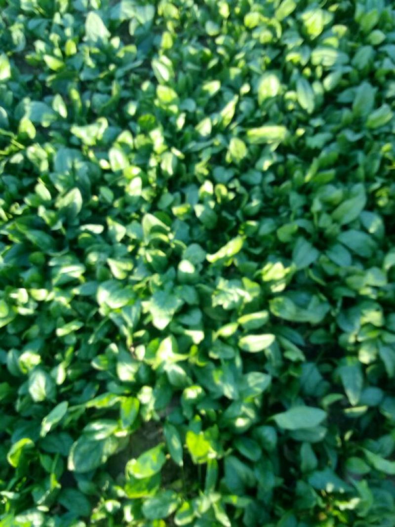 越冬菠菜20~25厘米