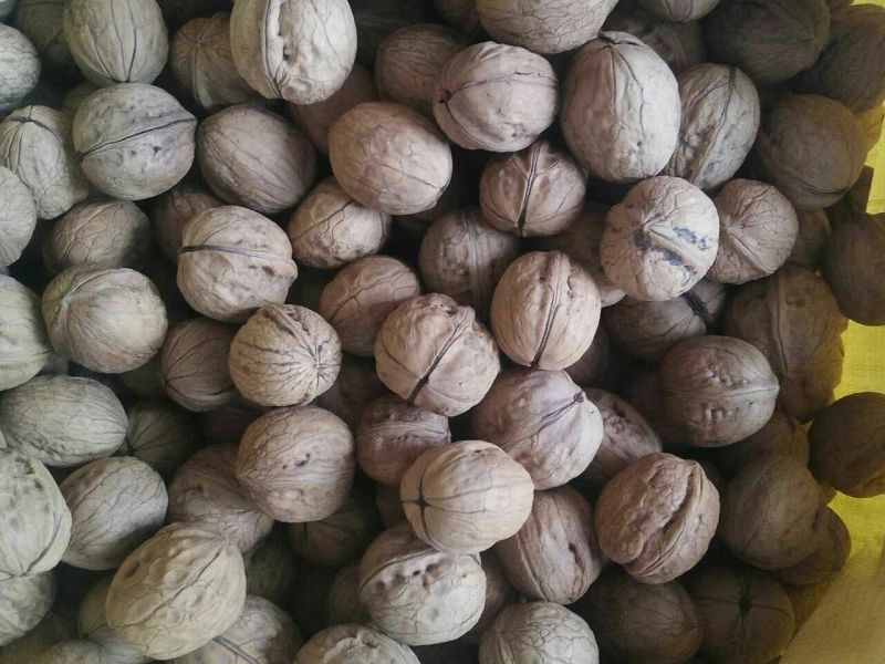 薄皮核桃25mm以下去皮干