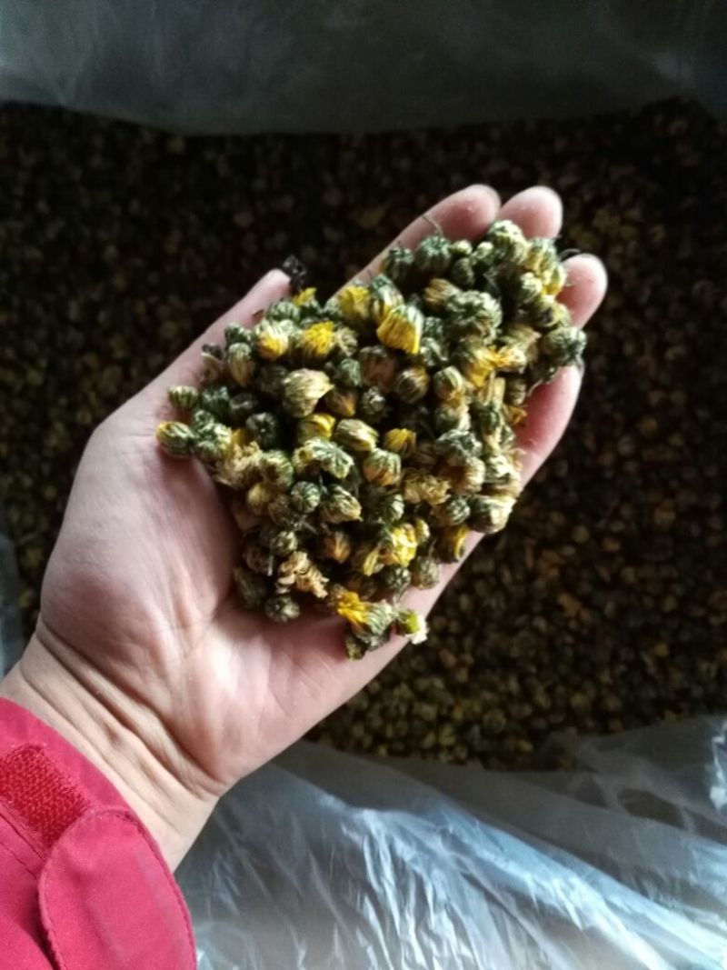 杭州白菊散装