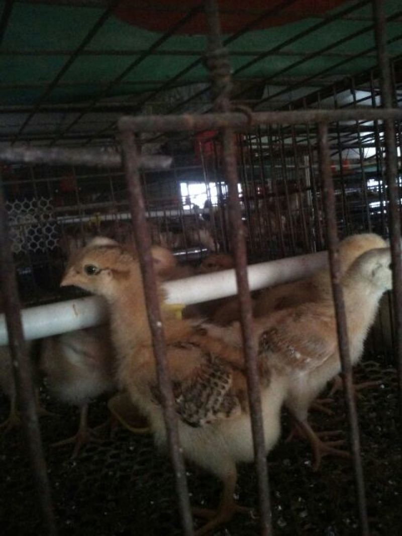 脱温鸡1斤以下