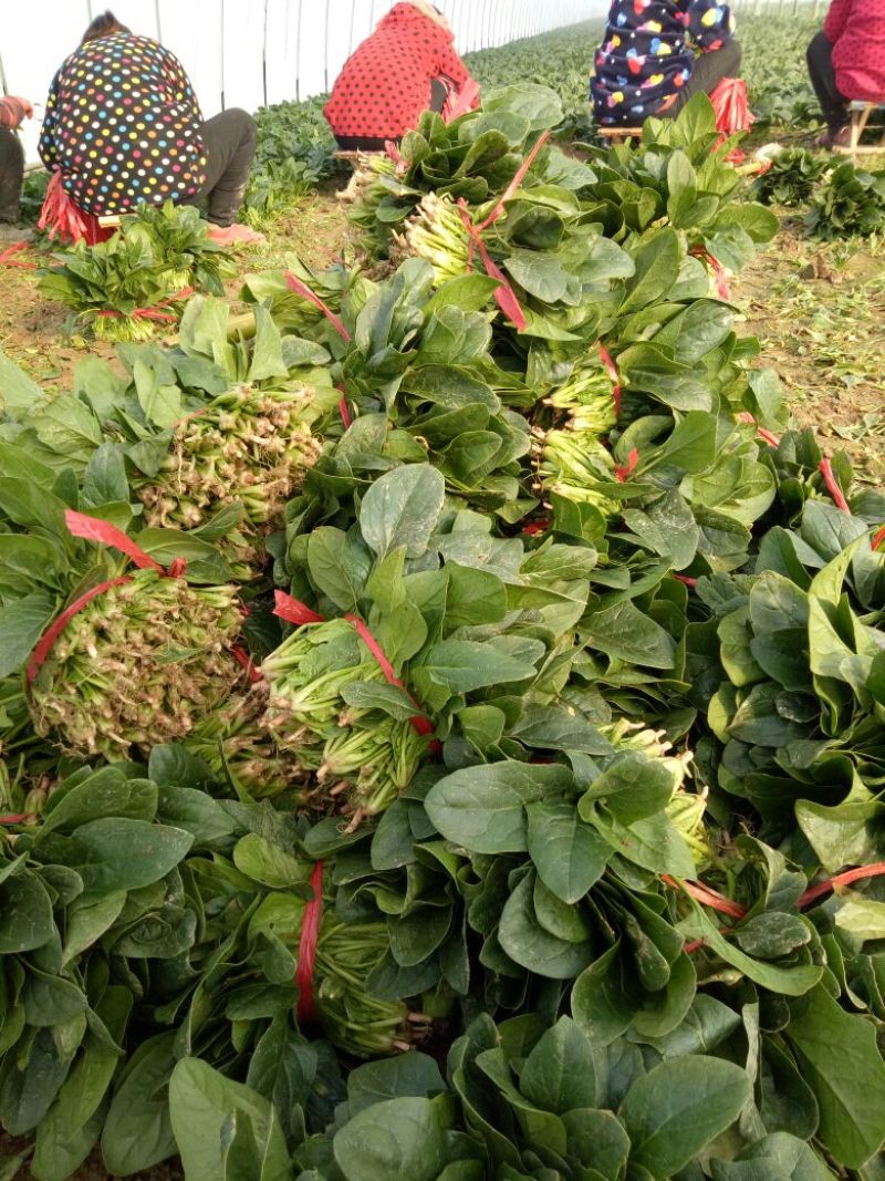 黑叶菠菜15~20厘米