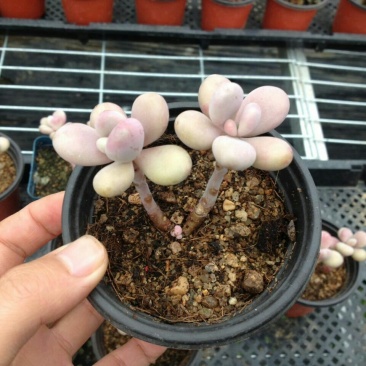 多肉植物不含盆