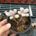 多肉植物不含盆