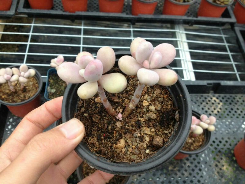 多肉植物不含盆