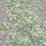 大叶菠菜10~15厘米