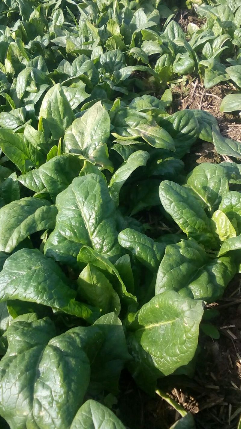 越冬菠菜15~20厘米