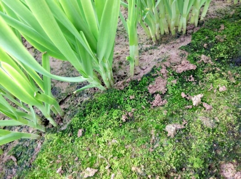 富生韭菜根粗叶厚，颜色黑