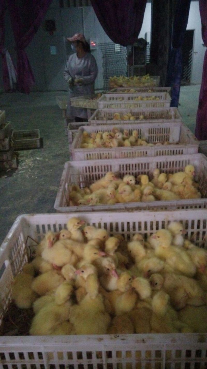 扬州大白鹅苗250g以下