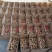 薄皮核桃30mm以上去皮干