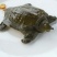 生态甲鱼2.5~3斤