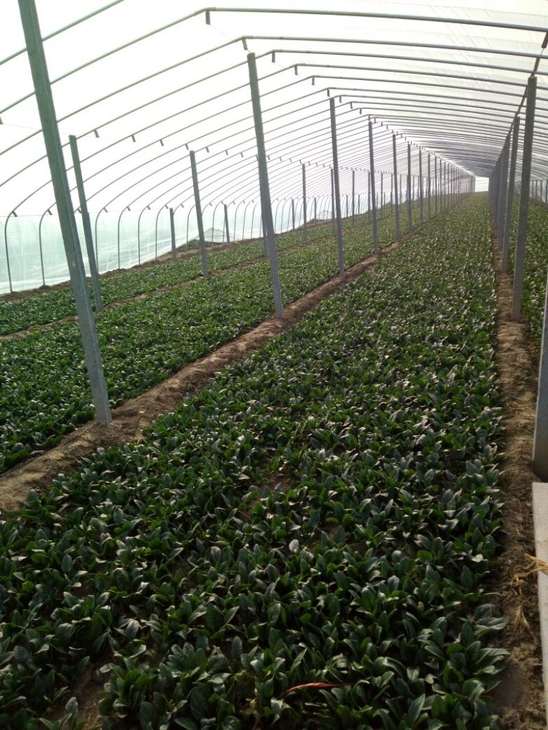 菠菜20~25厘米