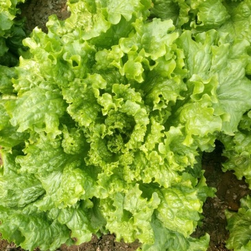 散叶生菜4两~5两