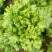 散叶生菜4两~5两