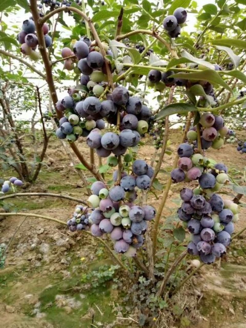 蓝莓12~14mm以上