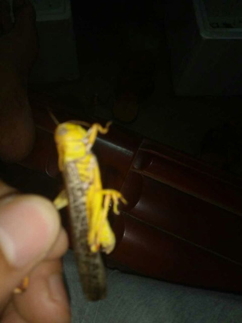 东亚飞蝗食用