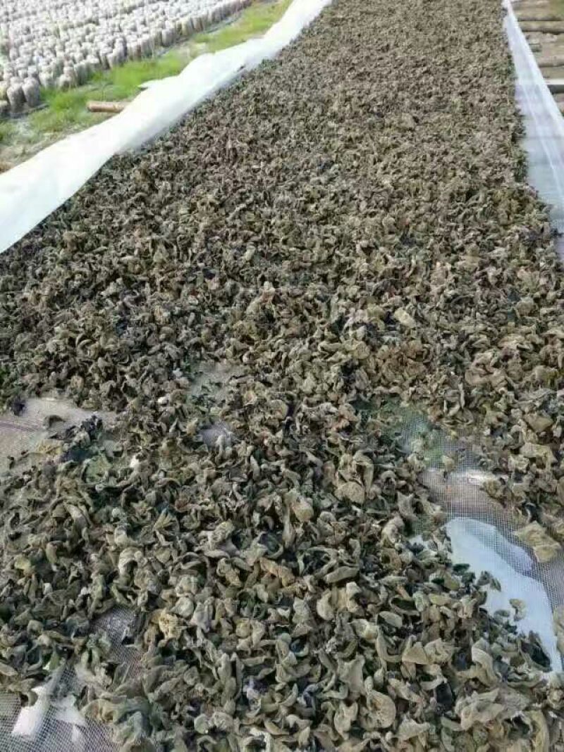秋耳二级