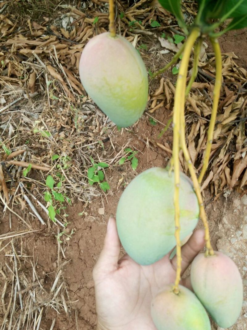 广西百色台农芒{专线直达}全国一吨起发（诚信经营）
