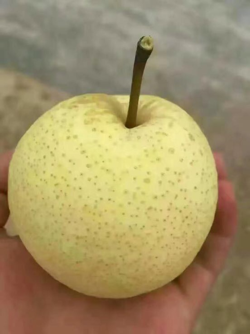 酥梨