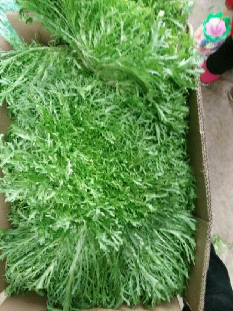 苦苣菜