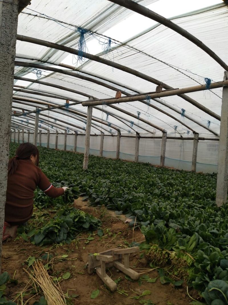 黑叶菠菜10~15厘米