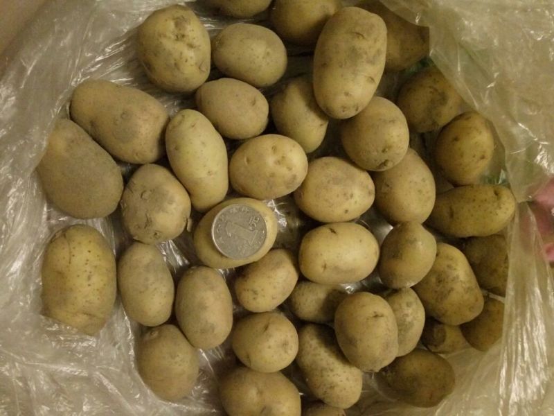 荷兰十五黄心黄心小土豆1两以下，油炸专用小土豆